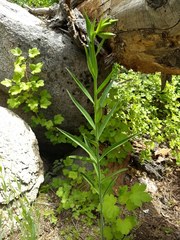 Lilium parryi