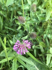 Trifolium pratense