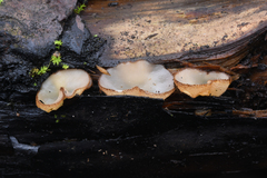 Perilachnea hemisphaerioides