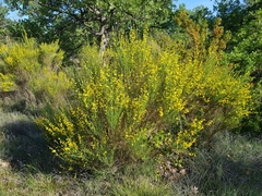 Genista cinerea