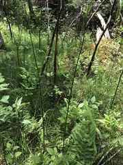 Equisetum fluviatile