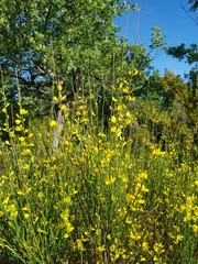 Genista cinerea