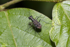 Cylindera