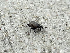 Sphenophorus coesifrons