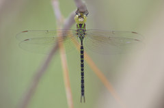 Triacanthagyna trifida