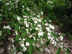 Cotoneaster multiflorus