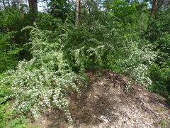Cotoneaster multiflorus