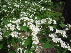 Cotoneaster multiflorus
