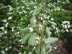 Cotoneaster multiflorus