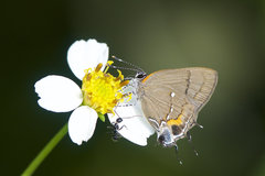 Electrostrymon angelia