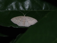 Perixera flavispila