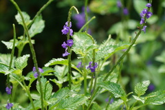 Stachytarpheta urticifolia