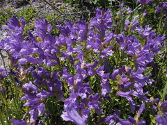 Penstemon cardwellii