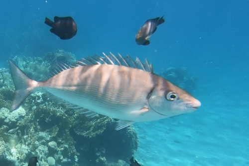 Rivulated Rabbitfish, photo 6 of 7