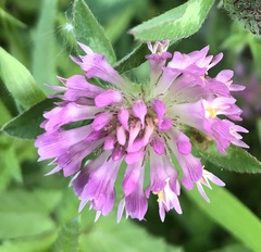 Trifolium pratense