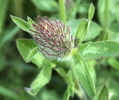 Trifolium pratense