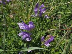 Penstemon cardwellii