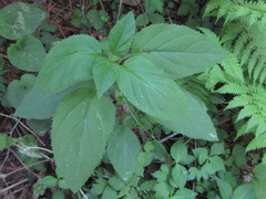 Scrophularia kakudensis