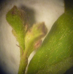 Cotoneaster acutifolius