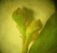 Cotoneaster acutifolius