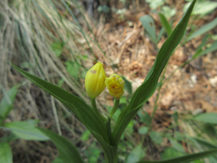 Cephalanthera falcata
