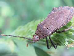 Hygia lativentris