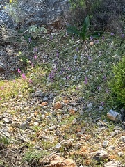 Orchis anatolica