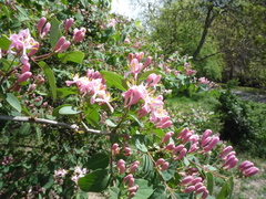 Lonicera micrantha