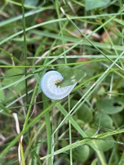 Monostegia