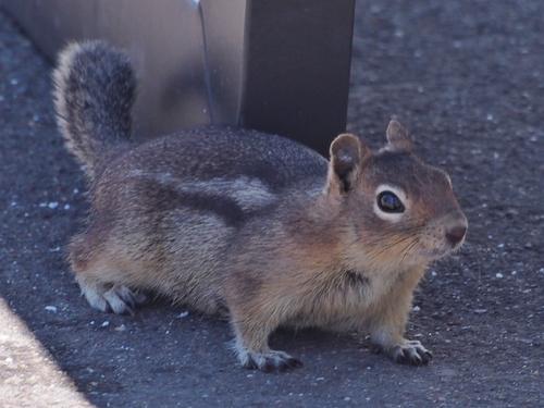 Cascade Golden-mantled Ground Squirrel