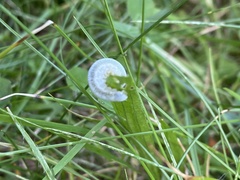 Monostegia