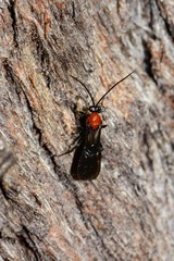 Campyloneurus
