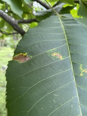 Gnomonia caryae