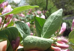 Lonicera micrantha