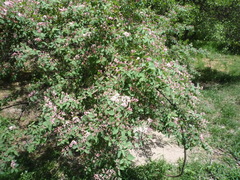 Lonicera micrantha