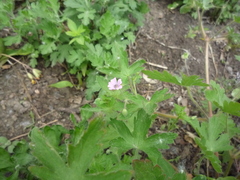 Geranium divaricatum