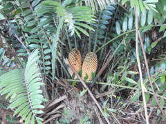 Encephalartos natalensis