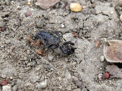 Sphenophorus coesifrons
