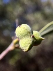 Alectryon oleifolius canescens
