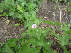 Geranium divaricatum