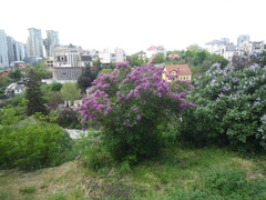 Syringa chinensis