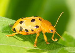 Podontia quatuordecimpunctata