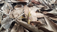 Rubellia nigrosignata