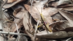 Rubellia nigrosignata
