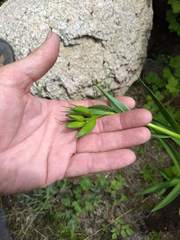 Lilium parryi