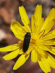Acmaeodera quadrifasciata