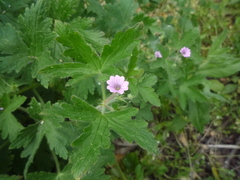 Geranium divaricatum