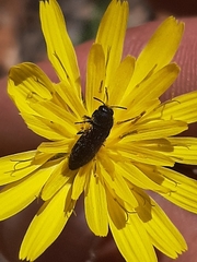 Acmaeodera quadrifasciata