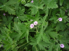 Geranium divaricatum