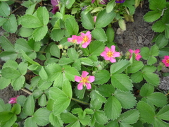 Comagaria rosea